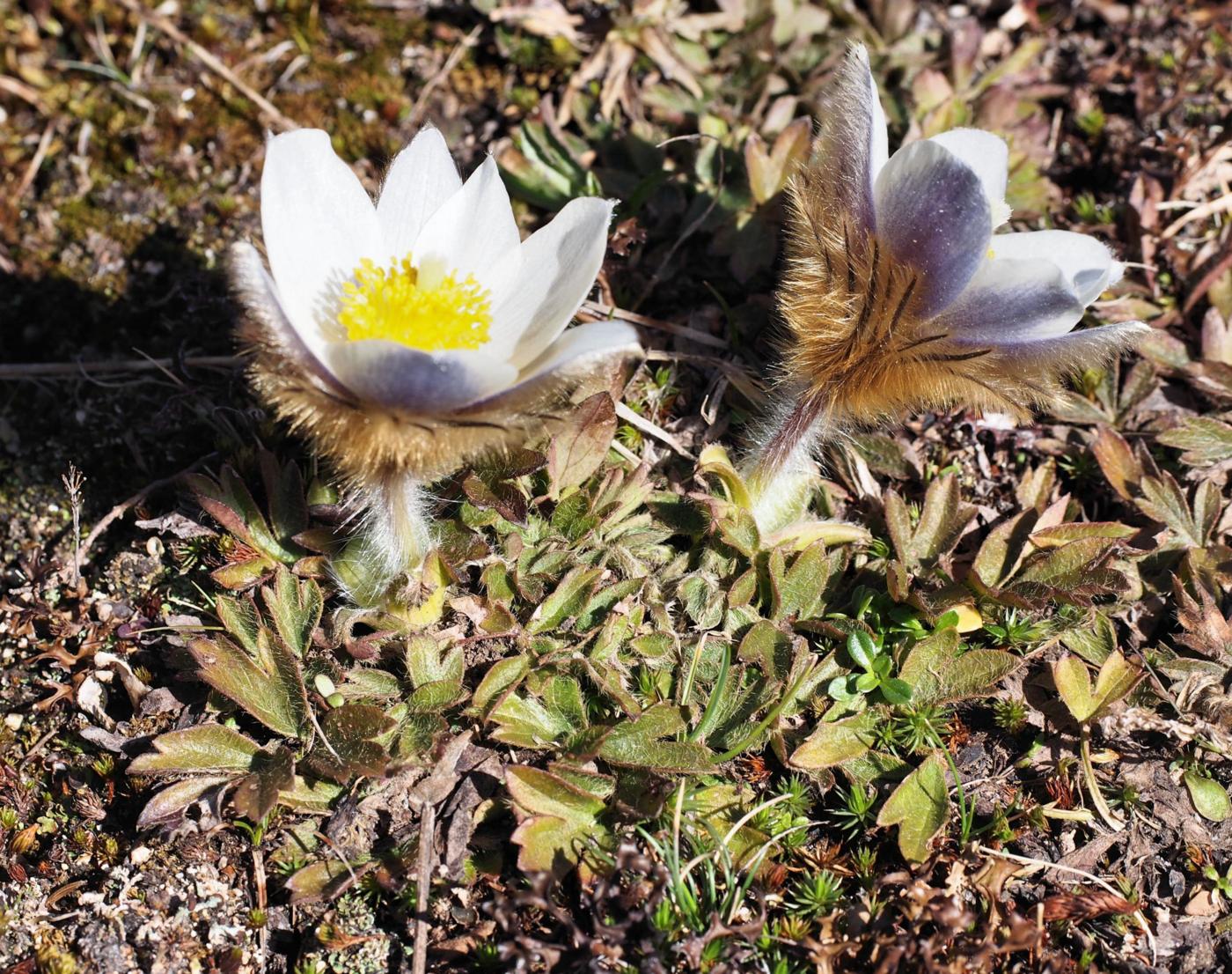 Pasque flower, Pale leaf